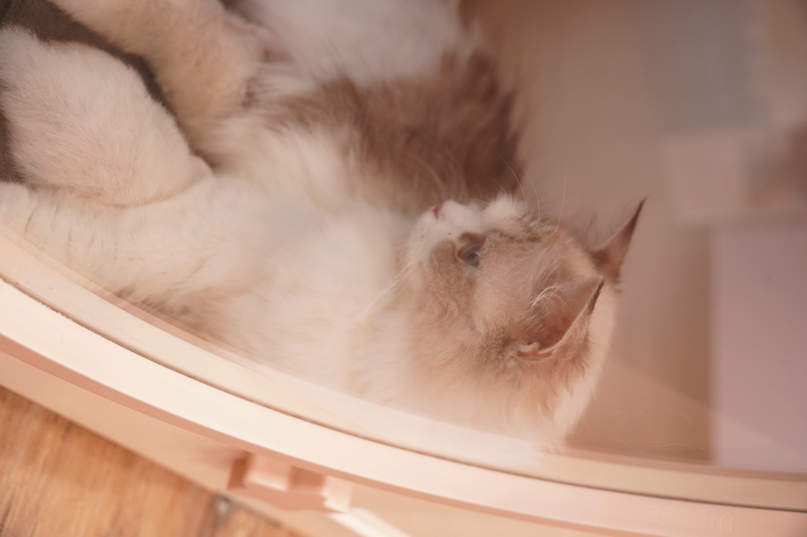 A cat inside a MoonCat hotel room
